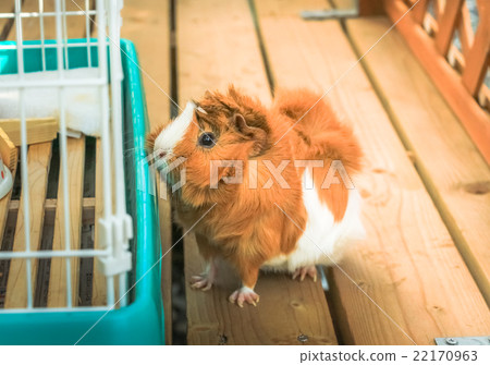 Guinea pig Abyssinian curly hair Guinea pig Abyssinian curly hair 22170963