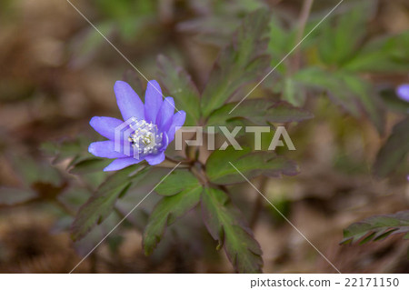 海葵pseudoaltaica 22171150