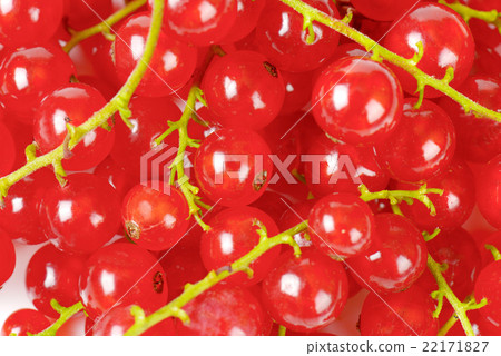 Red currant berries 22171827