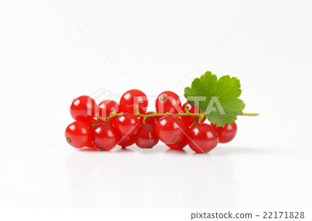 Sprig of red currant berries 22171828