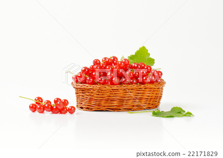 Fresh picked red currants 22171829