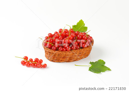 Fresh picked red currants 22171830