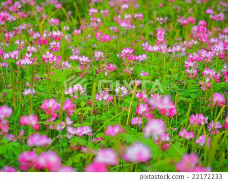 黃芪花 黃芪花 22172233