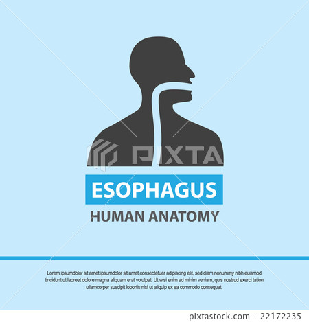 Esophagus symbol, medical icon. Vector Esophagus symbol, medical icon. Vector 22172235