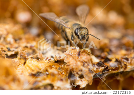 Stock Photo: compound eyes, bug, japanese bees