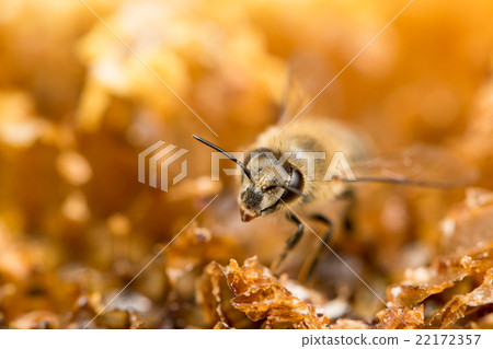 Stock Photo: compound eyes, bug, japanese bees