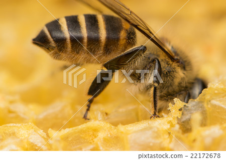 Two horn bee from side to back 22172678