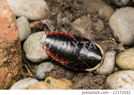 成年昆蟲蟑螂 成年昆蟲蟑螂 22172681