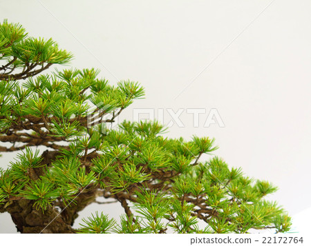 Goya Matsu的盆景 Goya Matsu的盆景 22172764