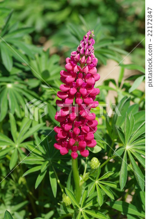  Lupine 22172847