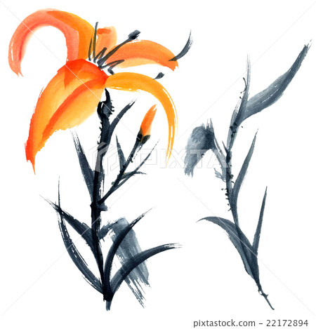 Lily. Flowers illustration.. Lily. Flowers illustration.. 22172894