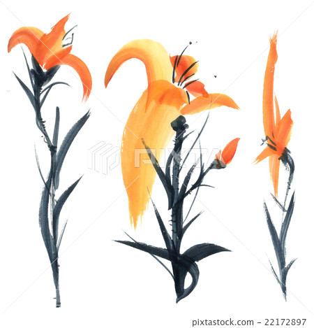Lily. Flowers illustration.. Lily. Flowers illustration.. 22172897