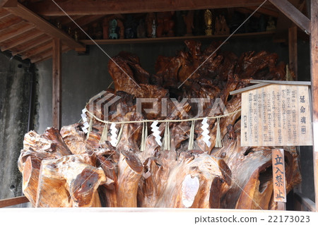 "Enmei Tamashii (root)" in the precincts of Mondo Yakujin Tokoji Temple "Enmei Tamashii (root)" in the precincts of Mondo Yakujin Tokoji Temple 22173023