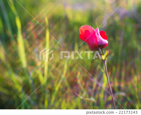 blossoming red flower blossoming red flower 22173143