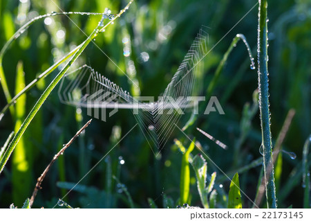 spiderweb close-up spiderweb close-up 22173145