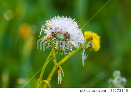blossoming flower dandelion blossoming flower dandelion 22173146