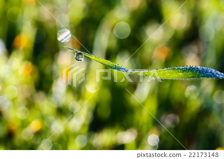 green grass closeup with dew drops green grass closeup with dew drops 22173148