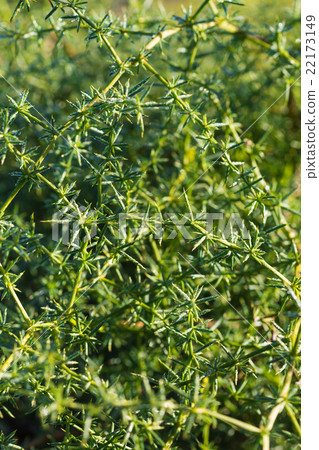 floral background of the green leaves floral background of the green leaves 22173149