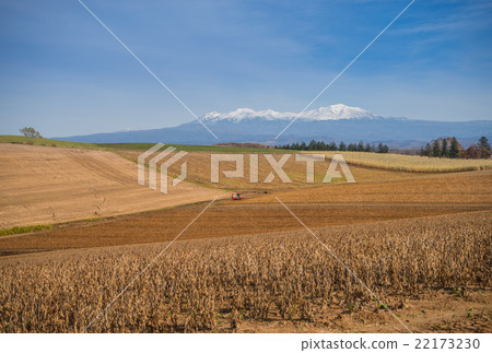 Biei field and tractor in autumn 22173230