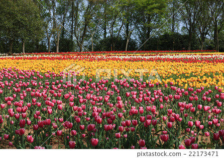 文化領域185 22173471