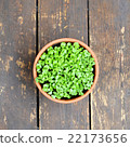 盆栽植物 22173656