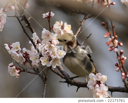 Plum and beetle Plum and beetle 22173761