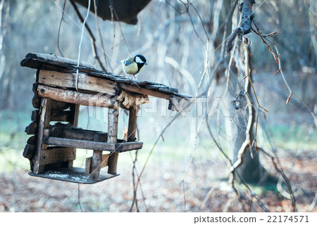 tit at a birdhouse 22174571