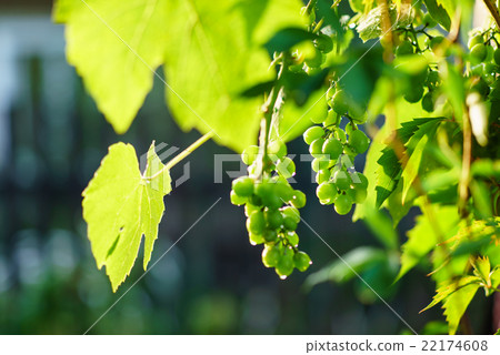 green grapes green grapes 22174608