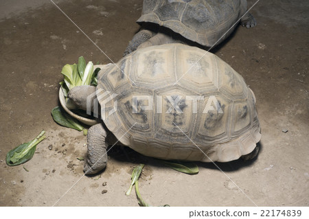 Tortoise 22174839