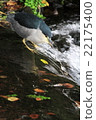 Goya killer waterfowl 22175400