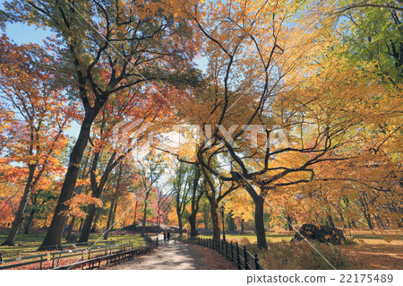 Central Park Aki Yellow leaf walk Central Park Aki Yellow leaf walk 22175489