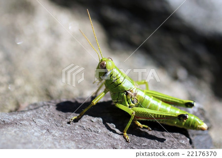 Locust Locust 22176370