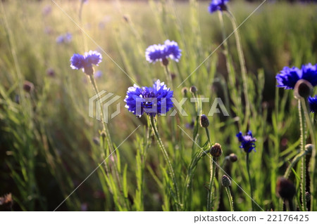 西伊豆和松崎鎮的Shigetsu菊花 22176425