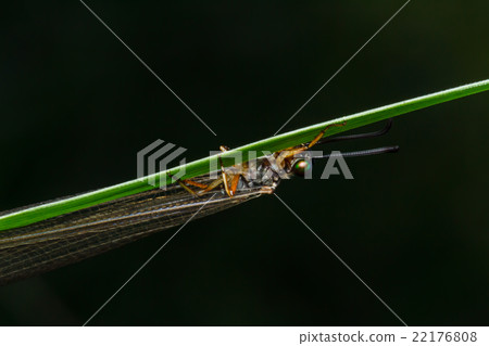 dragonfly on leaf dragonfly on leaf 22176808