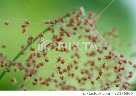 Groups of babies spider Groups of babies spider 22176809
