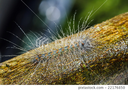 hairy caterpillars hairy caterpillars 22176850