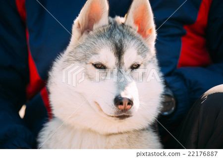Close Up Of Young Funny Gray Husky Puppy Dog Close Up Of Young Funny Gray Husky Puppy Dog 22176887