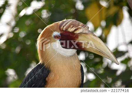 The hornbill 22177416