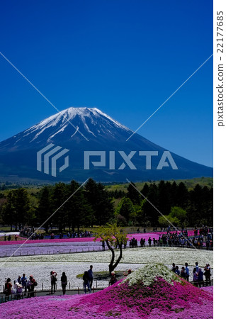 Fuji and mosaic cherry blossoms Fuji and mosaic cherry blossoms 22177685