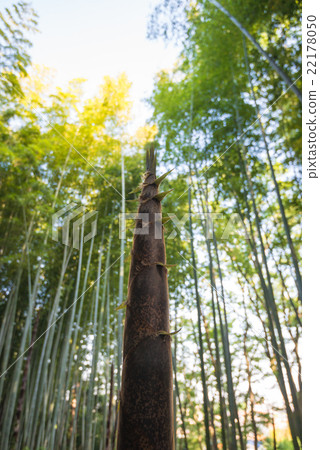 Growth of bamboo shoots 22178050