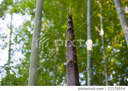 Growth of bamboo shoots 22178054