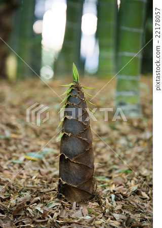 Growth of bamboo shoots 22178057