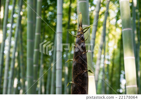 Growth of bamboo shoots 22178064
