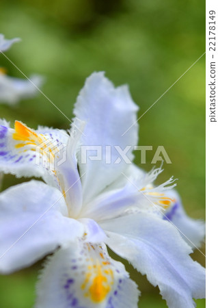 滋賀花 滋賀花 22178149