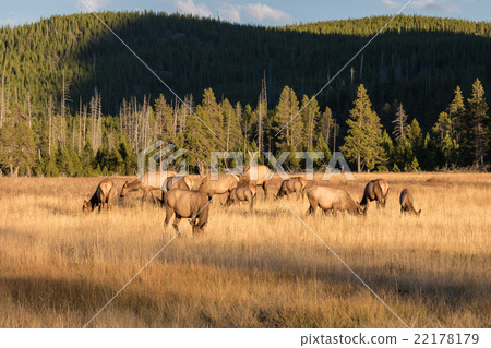 Elk in the Fall rut 22178179