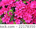 Azalea 22178350