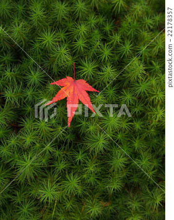 秋天的樹葉 22178357