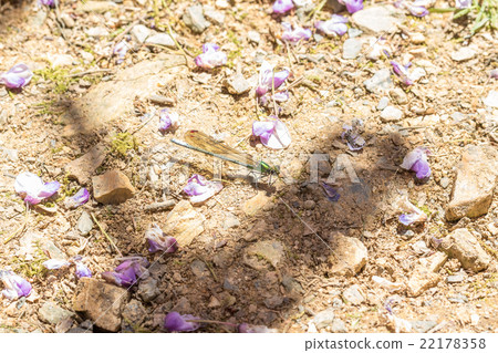 Asahina kawatombo Asahina kawatombo 22178358