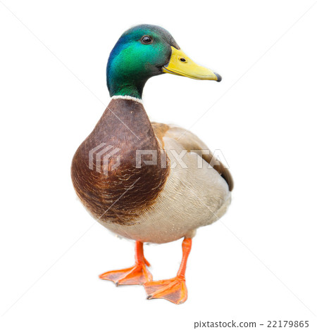 male mallard duck on white background  22179865