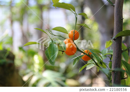The fruit of the shikwasa 22180556